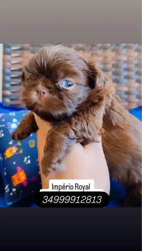 Shihtzu Machinho Chocolate Lindo