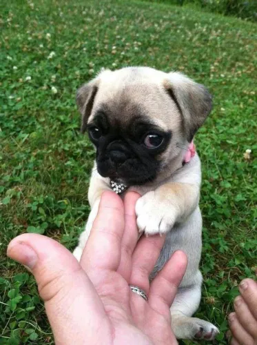 Filhote pug, Seu novo melhor amigo está aqui, esperando por você!