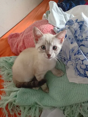 Doação de gato 