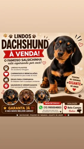 Venda de filhotes