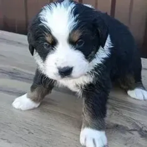 Bernese Mountain Dog,Bernese Mountain Dog Filhote Pronto Para Novo Lar