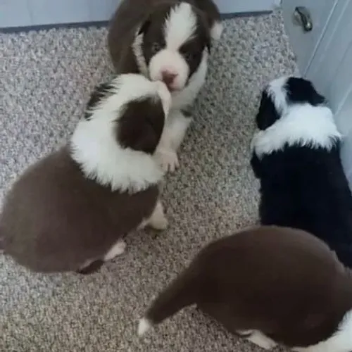 Filhotes de Border Collie | Patinhas que deixam tudo mais bonito.