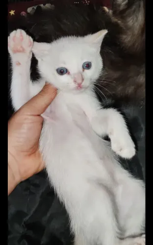 Doação gata Fêmea / Doação gato
