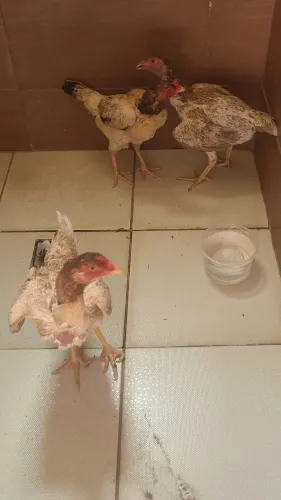 Galinhas de boa procedência