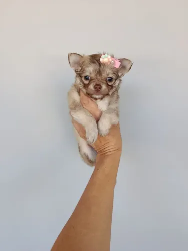Lindos filhotes Chihuahua machos e Fêmea vacinados