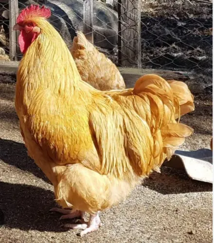 ovos fértil