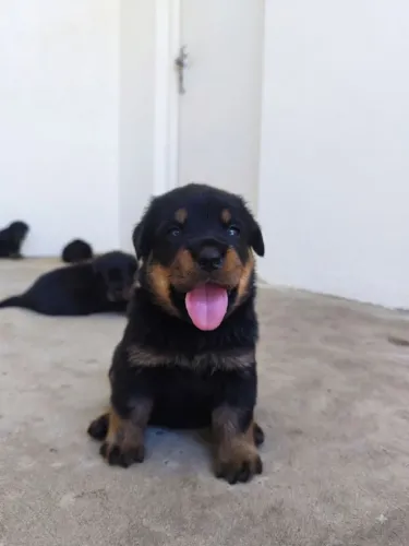 Rottweiler filhote