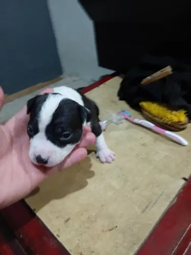 Filhotes de pitbull a venda, fêmea 500 macho 400