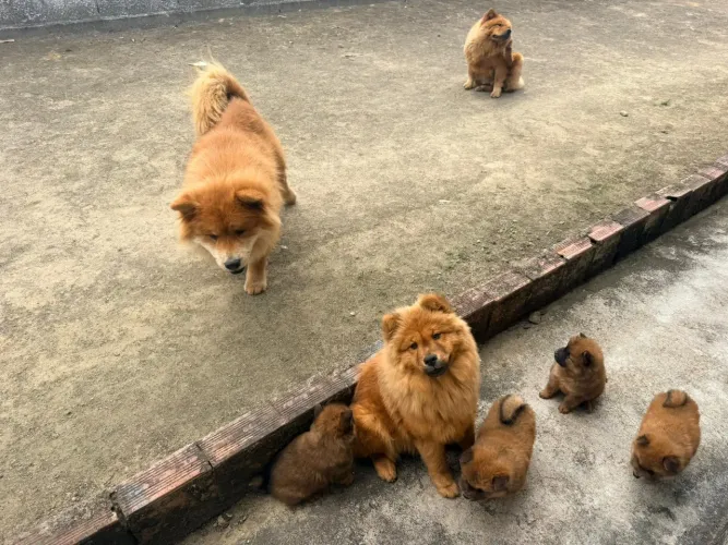 Filhotes de chow chow