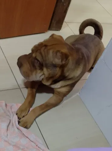 Doação