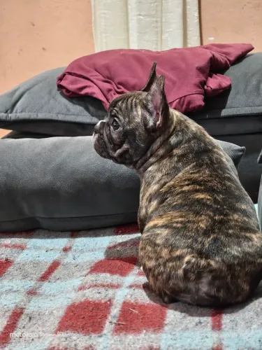 Fêmea de buldogue 