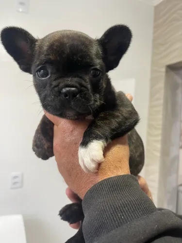 LINDO FILHOTE MACHO DE BULLDOG FRANCÊS