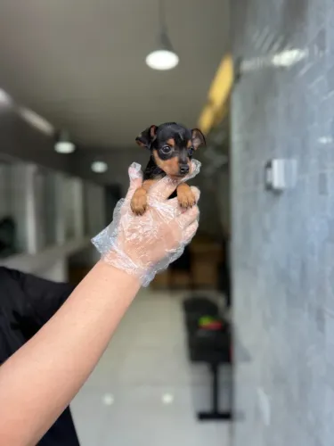 Pinscher - Canil de Referência com Loja Física e Atendimento Diferenciado