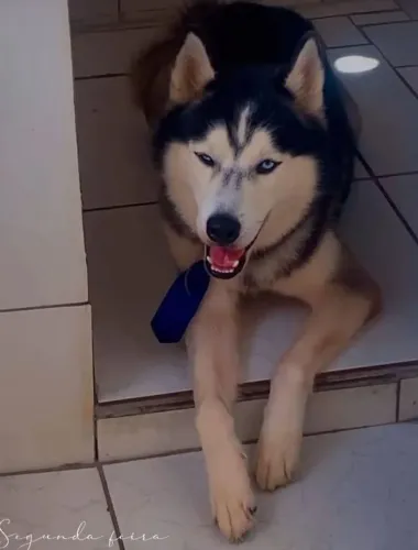 Husky siberiano