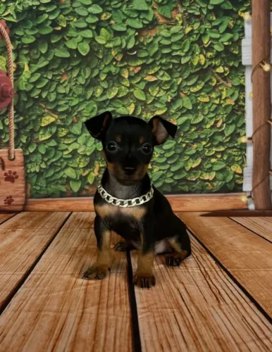 Filhotes miniaturas de pinscher: Macho e fêmea.