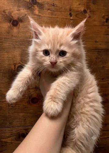 Maine coon