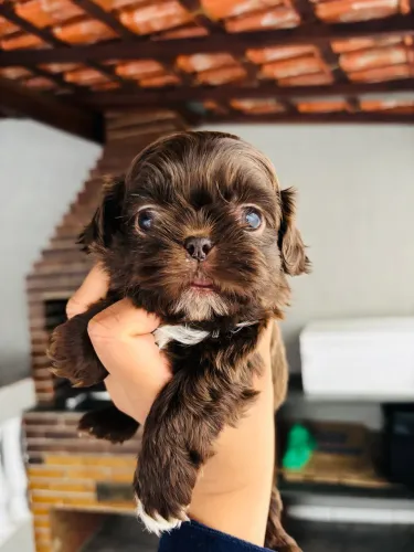 Shitzu macho chocolate sólido 