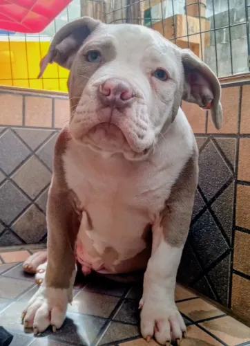 Vende-se filhote de Pitbull Monsters
