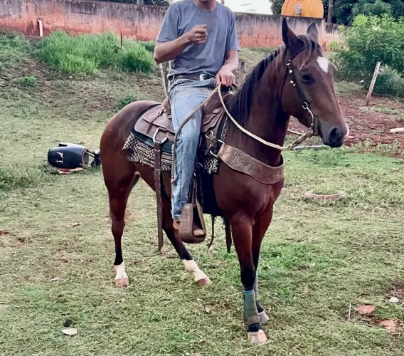 Égua QM