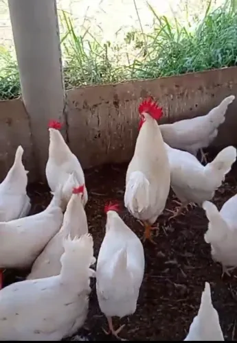 Ovos de poedeiras postura creme 5rs unidaade
