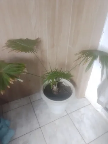 Linda planta grande 80 reais ja nesse jarro