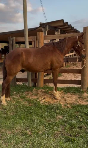 CAVALO CASTRADO