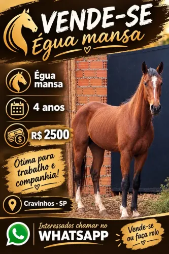 Vende - se Egua mansa com cela e tudo