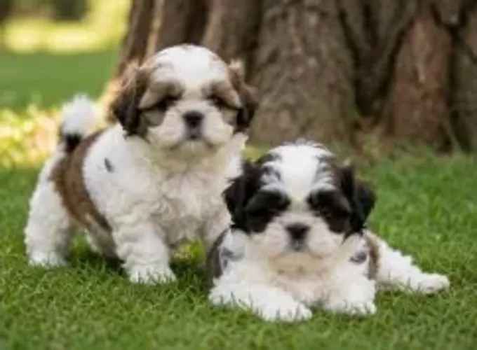 Filhote de cachorro Shih tzu/ shihtzu amorosos e bem cuidados
