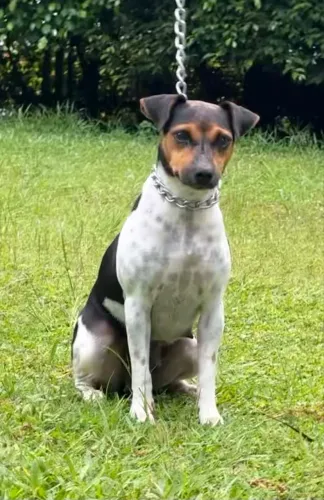 FOX paulistinha com pedigree CBKC - Terrier brasileiro filhote puro