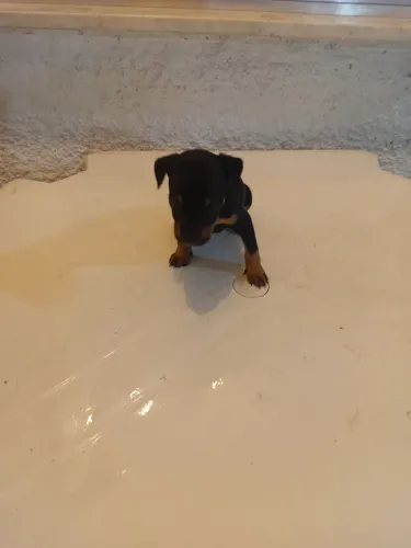 Pinscher Mini Lindos Filhotes
