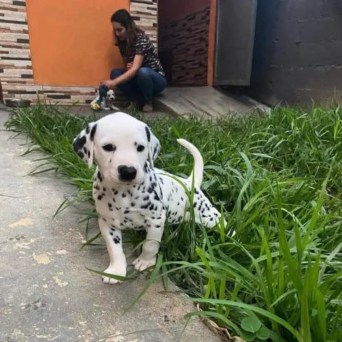 Filhotes De Dálmata - A Felicidade Tem Quatro Patas E Está Esperando Você 
