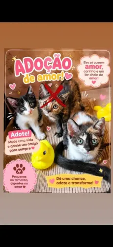 DOAÇÃO DE GATOS