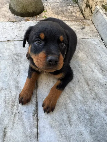 Vendo filhote de rottweiler fêmea