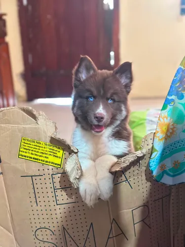 Filhote de Husky siberiano 