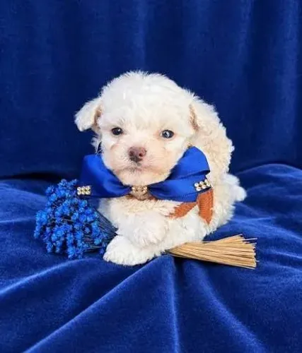Poodle toy filhotes