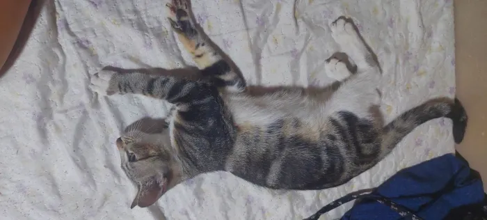 Gata fêmea para adoção 