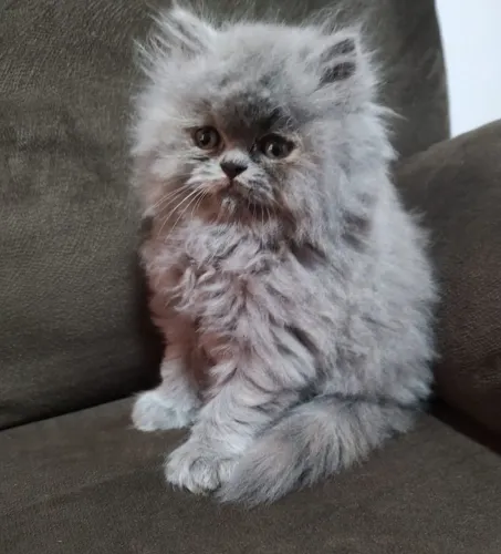 Gatinhos Persas