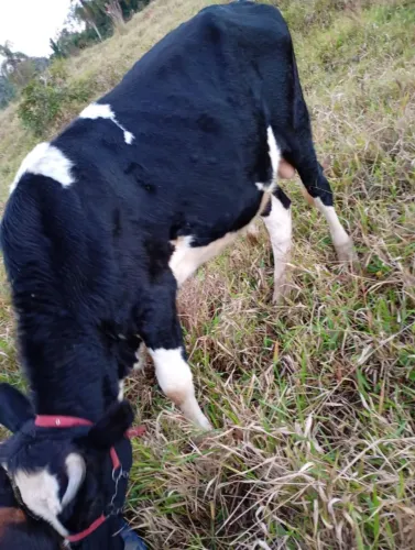 Vende garote com 2 anos ou troca