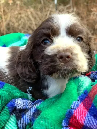 Cocker spaniel amoroso