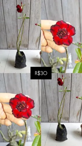 Rosas do deserto variadas
