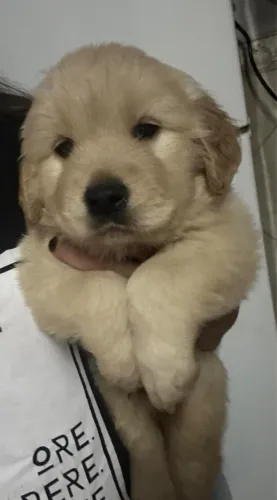 Filhotes de Golden Retriever macho e fêmea 