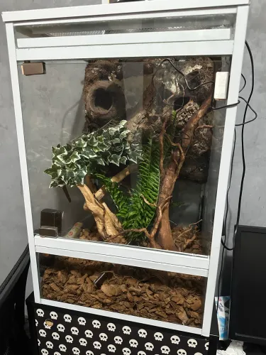 Terrário para geckos nunca usado
