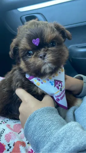 Fêmea de shihtzu micro
