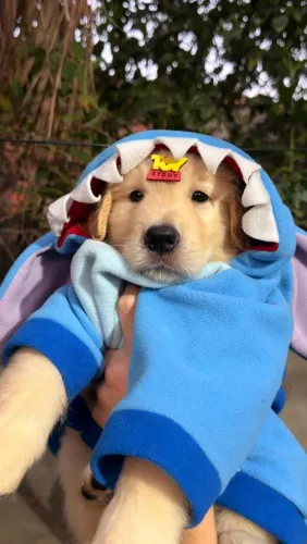 Golden retriever promoção 