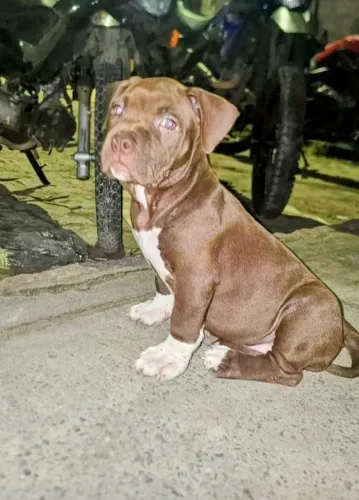 Vendo filhote de pitmonster