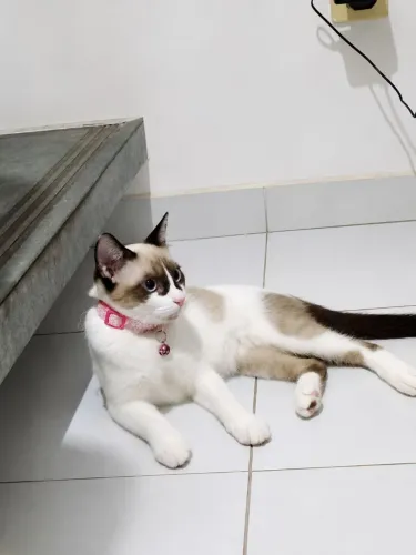 Gata siamês fêmea 