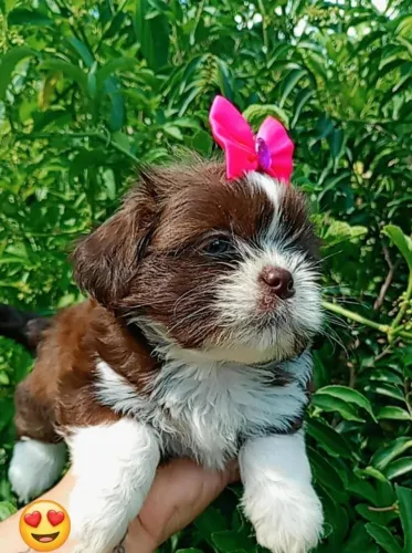 Shih tzu lindíssima