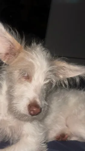 Doa se cachorrinha SRD