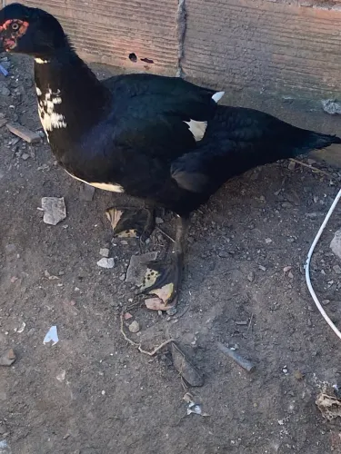 Pato