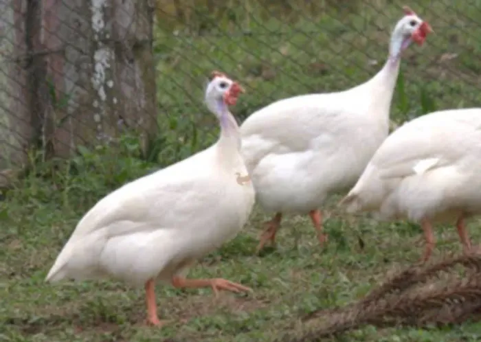 Animais agropecuária 